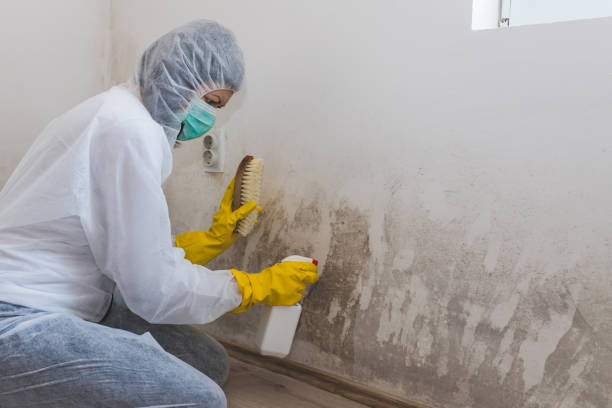 Best Mold Cleaning Services  in Bryson City, NC