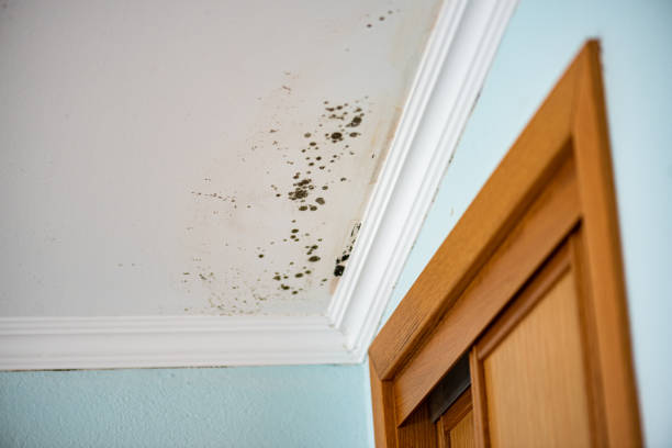  Bryson City, NC Mold Removal Pros