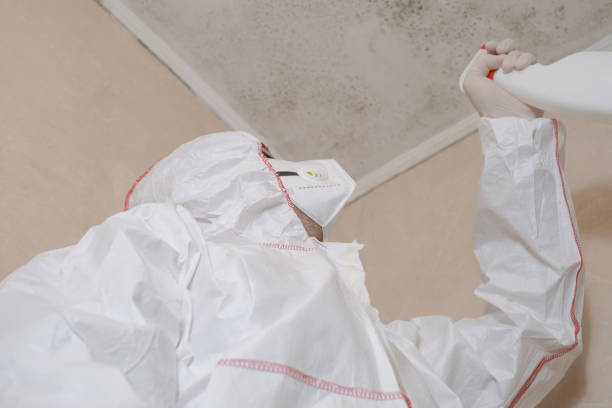 Best Mold Damage Repair  in Bryson City, NC