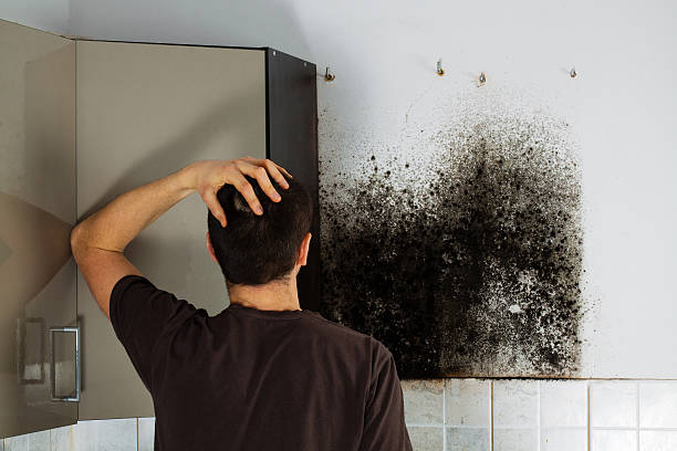 Best Mold Remediation Experts  in Bryson City, NC